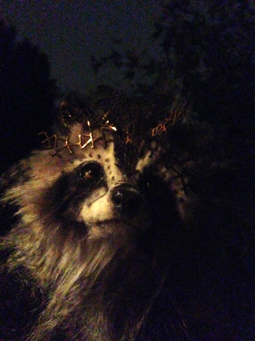RaccoonKing